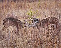_MG_1026 three bucks spar in tall grass.jpg