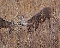 _MG_1304 two bucks spar.jpg
