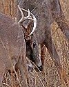 _MG_1330 two bucks spar.jpg