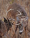 _MG_1362 two bucks spar.jpg