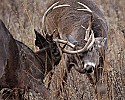 _MG_1368 two 8-point bucks spar.jpg