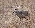 _MG_1427 8-point buck.jpg