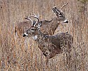 _MG_1445  2 bucks in tall grass.jpg