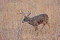 _MG_1462 8-point buck.jpg