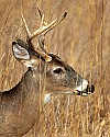 _MG_1513 7-point buck.jpg