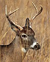 _MG_1523 7-point buck.jpg