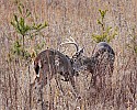 _MG_1628 two bucks sparring.jpg