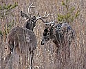 _MG_1635 two bucks spar.jpg