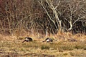 _MG_6063 turkey in Cades Cove.jpg