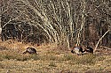 _MG_6077 turkeys.jpg