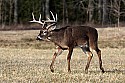 _MG_6148 9-point whitetail buck.jpg