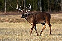 _MG_6152 9-point whitetail buck.jpg