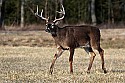 _MG_6154 9-point whitetail buck.jpg