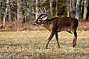 _MG_6156 9-point whitetail buck.jpg