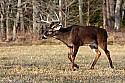 _MG_6158 9-point whitetail buck.jpg