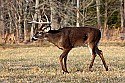 _MG_6162  9-point whitetail buck.jpg