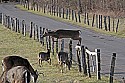 _MG_6216 whitetail dor jumping fence.jpg