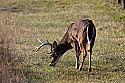 _MG_6235 9-point whitetail buck.jpg