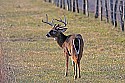 _MG_6261 9-point whitetail buck.jpg