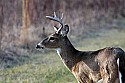 _MG_6321 8-point whitetail buck.jpg