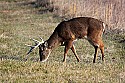 _MG_6363 9-point whitetail buck.jpg