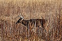 _MG_6412  9-point whitetail buck.jpg