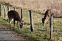 _MG_6437 nearly a mirror image- 8-point and  9-point whitetail bucks .jpg