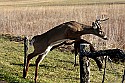 _MG_6470 7-point whitetail buck.jpg