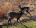 _MG_6478  9-point whitetail buck chases 7-point.jpg