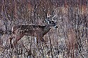 _MG_6498 7-point whitetail buck.jpg
