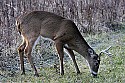 _MG_6526 7-point whitetail buck grazing.jpg