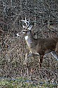 _MG_6541 8-point whitetail buck.jpg