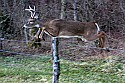 _MG_6546 8-point whitetail buck.jpg