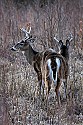 _MG_6562 whitetail bucks in tall grass.jpg