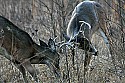 _MG_6580 whtetail bucks spar.jpg