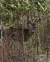 _MG_6592 whitetail doe in bamboo.jpg
