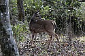 _MG_6604 whitetail doe.jpg