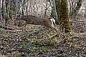 _MG_6623 whitetail doe jumping small creek.jpg