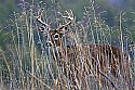 _MG_6673 8-point whitetail buck.jpg