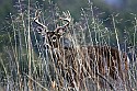 _MG_6675  8-point whitetail buck.jpg