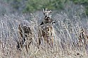 _MG_6713 whitetail buck in tall grass.jpg
