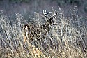 _MG_6733 8-point whitetail buck.jpg