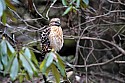 _MG_6758 hawk.jpg