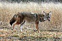 _MG_6937 coyote.jpg