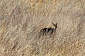 _MG_6954 coyote.jpg