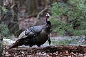 _MG_6986 tom turkey.jpg