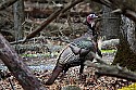 _MG_7002 tom turkey.jpg