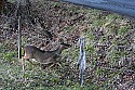 _MG_7117 whitetail doe climbing through barb wire.jpg