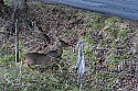 _MG_7120 whitetail doe climbing through barb wire.jpg