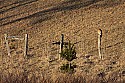 _MG_7258 hawk on fence post.jpg